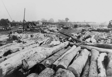 Timber yard established during WW1